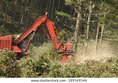 Track mounted forestry feller buncher cutting down down conifer fir trees logs at a logging unit site in Oregon