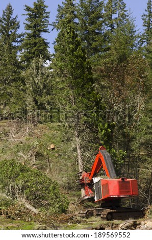 Track mounted forestry feller buncher cutting down down conifer fir trees logs at a logging unit site in Oregon