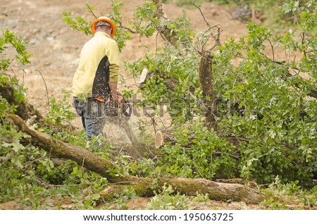 A logger tree faller cuts down a white oak tree to make way for a new construction site