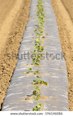 Rows of melon plants at a truck farm with clear plastic cover for heat retention and weed control