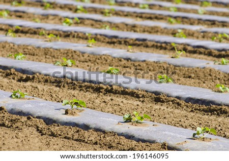 Rows of melon plants at a truck farm with clear plastic cover for heat retention and weed control