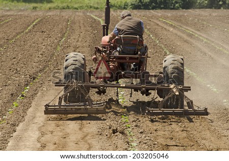 Farmer using a special row tractor and weeding harrow to work rows of newly planted vegetables