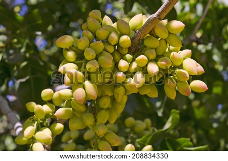 Pistachio nuts growing on a tree in an orchard in central California growing region