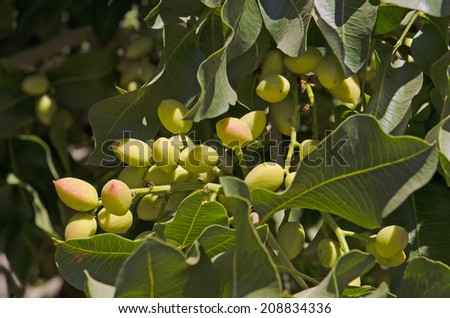 Pistachio nuts growing on a tree in an orchard in central California growing region