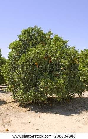 Fresh citrus oranges growing in an orchard in the central California agricultural area.
