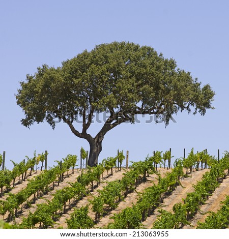 Lone tree on the top of a hillside vineyard in the Paso Robles wine grape area of California