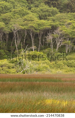 Large alder tree forest and saltwater marsh along the northern California Coast near Crescent City