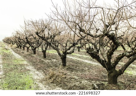 Peach tree orchard in a freezing rain storm in southern  Oregon