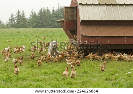 A group of free range chickens is protected by a Pyrenees Mountain Dog at the coop.