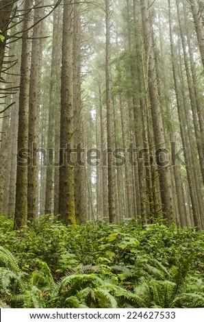 Sun comes in the rainforest of Redwoods in the Del Norte Coast Redwoods State Park in Northern California