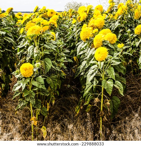 Field of sunflowers in the Willamette Valley near Salem Oregon