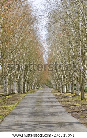 Tree lined country driveway leads to a farm in Oregon