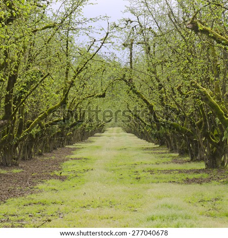Hazelnut or filbert orchard trees in the Willamette Valley of northwest Oregon, early spring