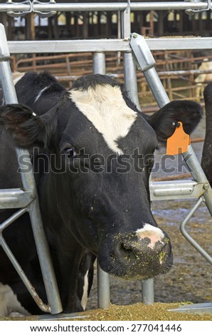 A holstein cow feeds on grass hay at a dairy in Oregon