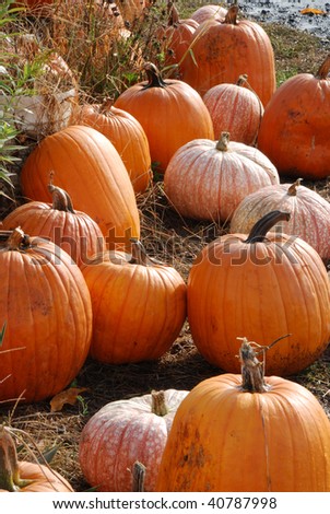 Superior Pumpkins following Halloween at Brozio Farm Stand in Winston OR