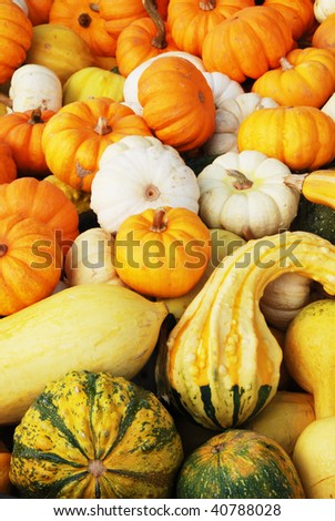 Fall Gourds in a Bin, following Halloween at Brozio Farm Stand in Winston OR