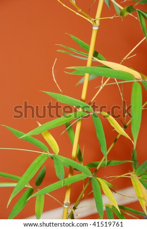 Small bamboo plant against a rust orange wall outside of a asian goods store in Eugene Oregon