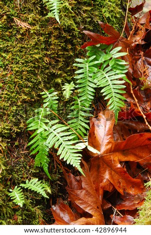 Licorice Fern and Neckera moss on a big leaf maple tree in the deep rain forest in the North Umpqua National Forest near Glide Oregon