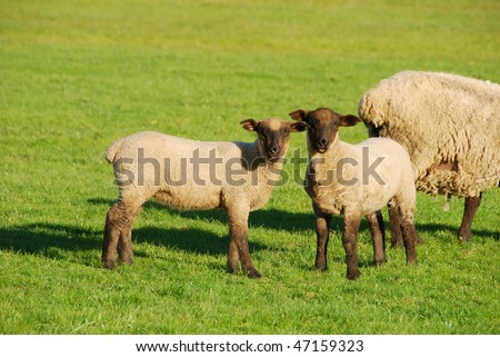 Spring lambs on a Umpqua valley farm near Roseburg Oregon