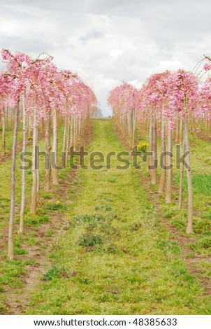 Young flowering fruit trees in the Willamette Valley at the foot of the Cascade Mountains near Woodburn Oregon