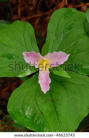 Western Wake Robin or Trillium, Trillium ovatum along Cavitt Creek in the North Umpqua River drainage near Glide OR.  Flower is initially white and turns pink or reddish with age.