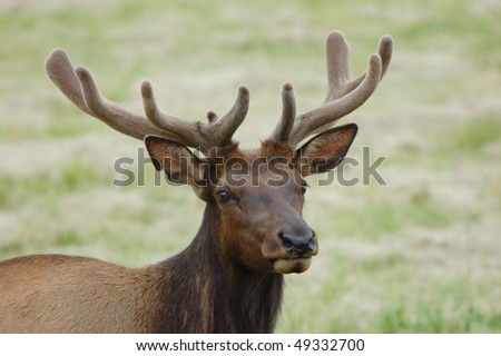 Roosevelt Bull Elk, Cervus elaphus, at the Dean Creek Elk reserve near Reedsport Oregon
