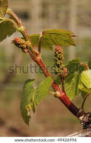 Young Wine Grape Vine Growth at Vineyard and Winery - Old world Craftsmanship, Roseburg OR, Garden Valley Area