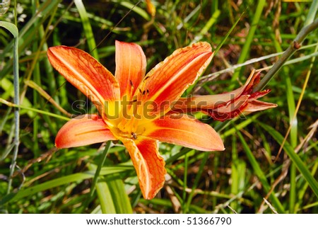 Unknown name Lily growing on my property near Roseburg OR