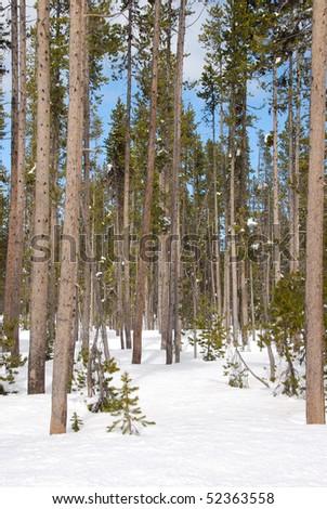 Pine and cedar trees in the Umpqua National Forest near Diamond Lake Resort area near Roseburg Oregon along the North Umpqua River.