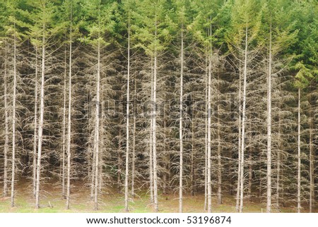 Large grove of reproduction Douglas  fir trees on a tree farm near Curtin Oregon