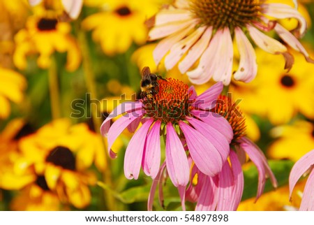 Large bumble bees on a purple cone flower in the garden at the Oregon State Capitol in Salem Oregon