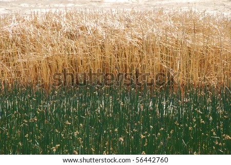 Tule and reed grass or sedge at the edge of the Summer Lake marsh area in southern central Oregon