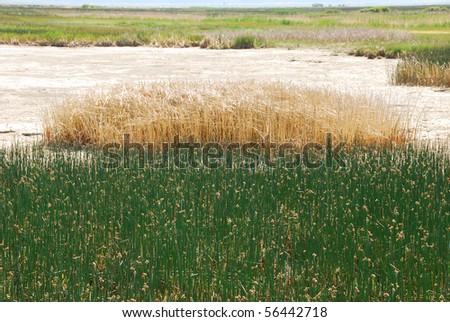 Tule and reed grass or sedge at the edge of the Summer Lake marsh area in southern central Oregon