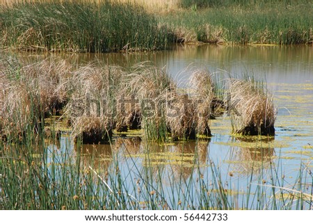 Tule And Reed Grass Or Sedge At The Edge Of The Summer Lake Marsh ... Tule And Reed Grass Or Sedge At The Edge Of The Summer Lake Marsh ...