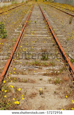 Railway being taken over by yellow dandelions after rail line shut down due to safety concerns in Coos Bay Oregon