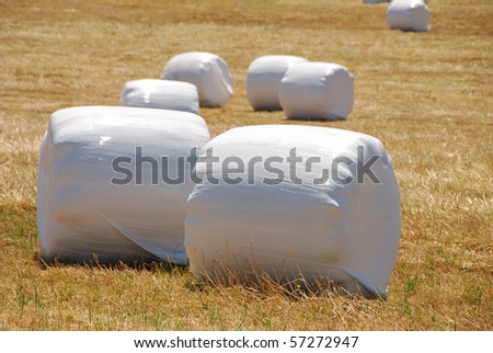 Marshmallow Fields - large round bales of hay wrapped in plastic for protection during outside storage near Roseburg OR