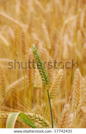 Summer wheat growing in a field just north of Corvallis Oregon in the Willamette Valley.