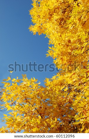 Trees in brilliant fall colors against a blue sky in Fir Grove Park, Roseburg OR