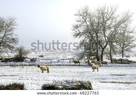 Herd of Ewes ready for lambing during a low elevation snow covered field near Roseburg Oregon