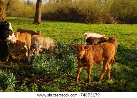 Angus cross beef cattle in a small field near Eugene Oregon -  Calf are cross with Piedmontese.