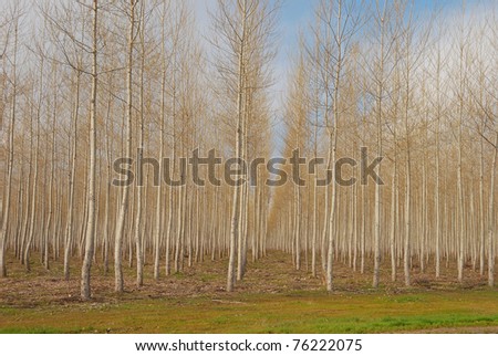 A large plantation of Pacific Albus, a fast growing poplar tree, near Boardman Oregon