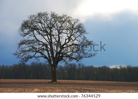 An old oak tree in a pasture during a spring storm
