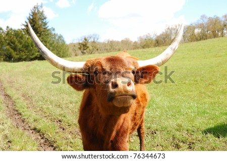Texas Longhorn steers in a spring field in the Umpqua Valley near Roseburg Oregon