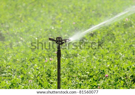 Single irrigation head in a field of alfalfa near Eugene Oregon