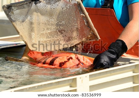 Fish at the Port Orford, Oregon commercial fish processing area.  Tiger Rockfish