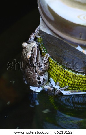 A frog clings to a fountain in a small backyard pond