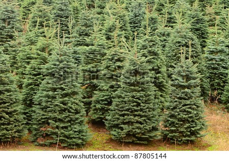 fir trees waiting for christmas one of oregon s tree fir trees waiting for christmas one of oregon s tree