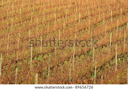 Winter wine grape vineyard rows
