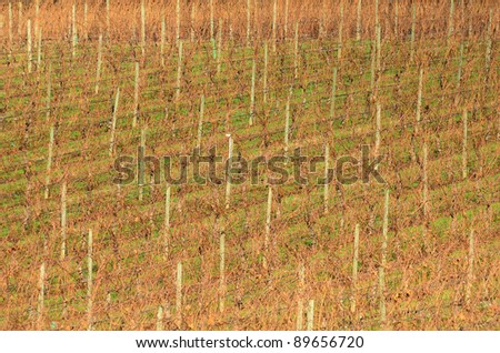Winter wine grape vineyard rows
