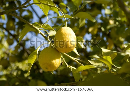 two lemons hanging on a lemon tree
